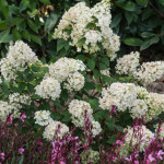 <em>Hydrangea paniculata</em> 'Sundae Fraise' 25/07/2015