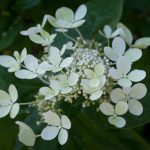 <em>Hydrangea paniculata</em> 'pastel green' 13/07/2025