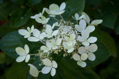 Inflorescence de juillet 2025