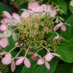 <em>Hydrangea paniculata</em> 'pastel green' 14/08/2018