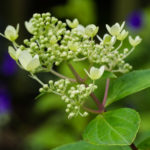 <em>Hydrangea paniculata</em> 'pastel green' 25/06/2022