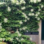<em>Hydrangea petiolaris</em> 09/05/2026
