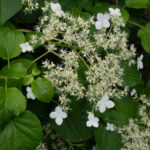 <em>Hydrangea petiolaris</em> 09/05/2026