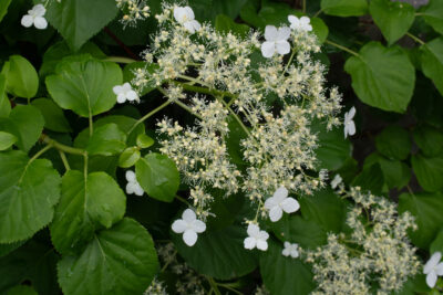 Floraison de mi-mai 2026