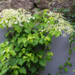 Hydrangea petiolaris 24/05/2015