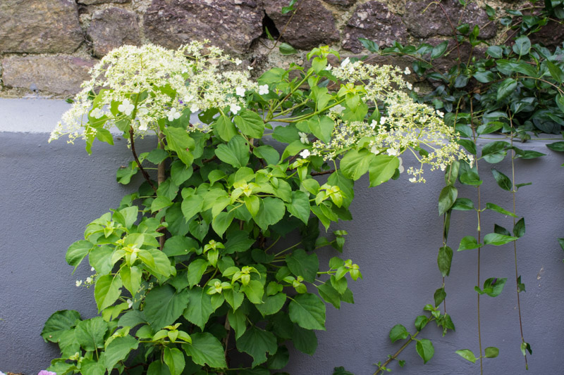 Hydrangea petiolaris 24/05/2015