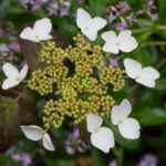 <em>Hydrangea serrata</em> 'Kurenai' 05/06/2019