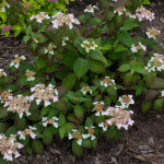 <em>Hydrangea serrata</em> 'Kurenai' 11/06/2015