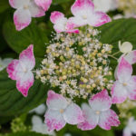 <em>Hydrangea serrata</em> 'Kurenai' 17/06/2016