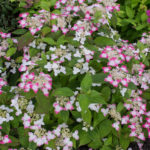 <em>Hydrangea serrata</em> 'Kurenai' 21/06/2016