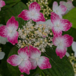 <em>Hydrangea serrata</em> 'Kurenai' 21/06/2016