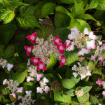 <em>Hydrangea serrata</em> 'Kurenai' 24/06/2015