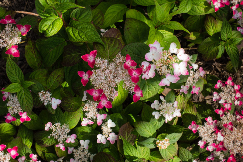 Hydrangea serrata 'Kurenai' 24/06/2015