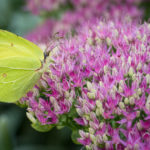 floraison très mellifères début septembre 2023