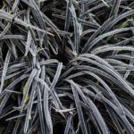 <em>Ophiopogon planiscapus</em> 'Nigrescens' 04/01/2019