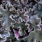 <em>Heuchera</em> 'Chocolate Ruffles' 04/01/2019