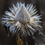 <em>Echinacea purpurea</em> JS® 'White Prairie' 04/01/2019