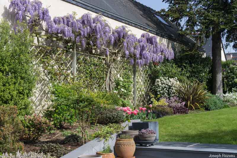 Mixed border West with wisteria in full bloom, etc.