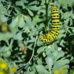 <em>Papilio machaon</em> chenille 17/06/2019