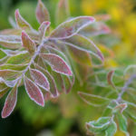 <em>Spiraea thunbergii</em> 'Fujino Pink' 03/12/2019