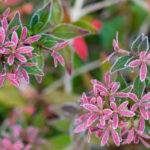 <em>Abelia × grandiflora</em> 'Prostrata' 03/12/2019