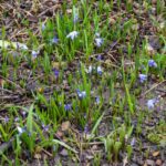 <em>Chionodoxa forbesii</em> 01/03/2020