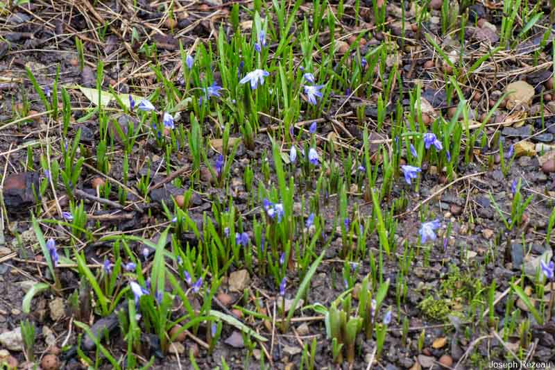 Tout début floraison début mars