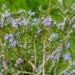 <em>Rosmarinus officinalis</em> 'Pointe du Raz' 01/03/2020