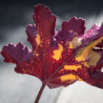 <em>Heuchera</em> 'Chocolate Ruffles' 02/04/2020