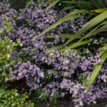 <em>Diosma hirsuta</em> 'Pink Fountain' 21/04/2020