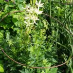 <em>Aconitum septentrionale</em> 'Ivorine' 05/05/2020