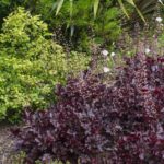 <em>Heuchera</em> 'Black Beauty' 19/05/2020