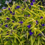 <em>Tradescantia x andersoniana</em> 'Sweet Kate' 19/05/2020