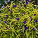 <em>Tradescantia x andersoniana</em> 'Sweet Kate' 19/05/2020