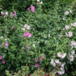 <em>Lavatera x clementii</em> 'Barnsley' 15/06/2020