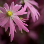 <em>Saxifraga fortunei var. incisolobata</em> 'Tama botan' 30/10/2020