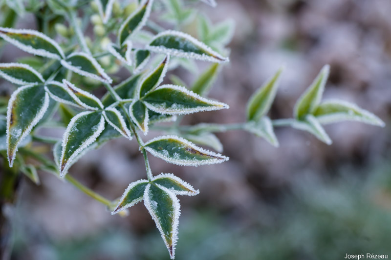 The frosted garden on New Year's Day 2021