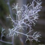 <em>Thalictrum delavayi</em> 'Ankum' 01/01/2021