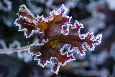 The frosted garden on New Year's Day 2021