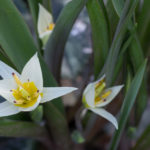 <em>Tulipa turkestanica</em> 20/02/2021