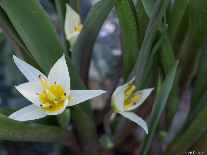 Premières fleurs 2021