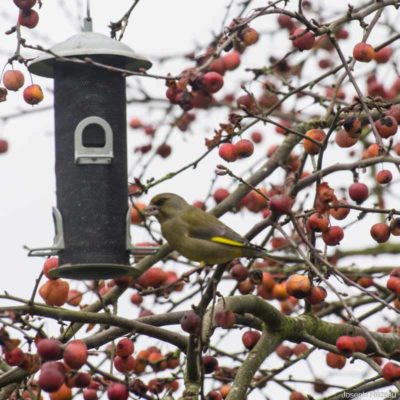 Verdier / Greenfinch