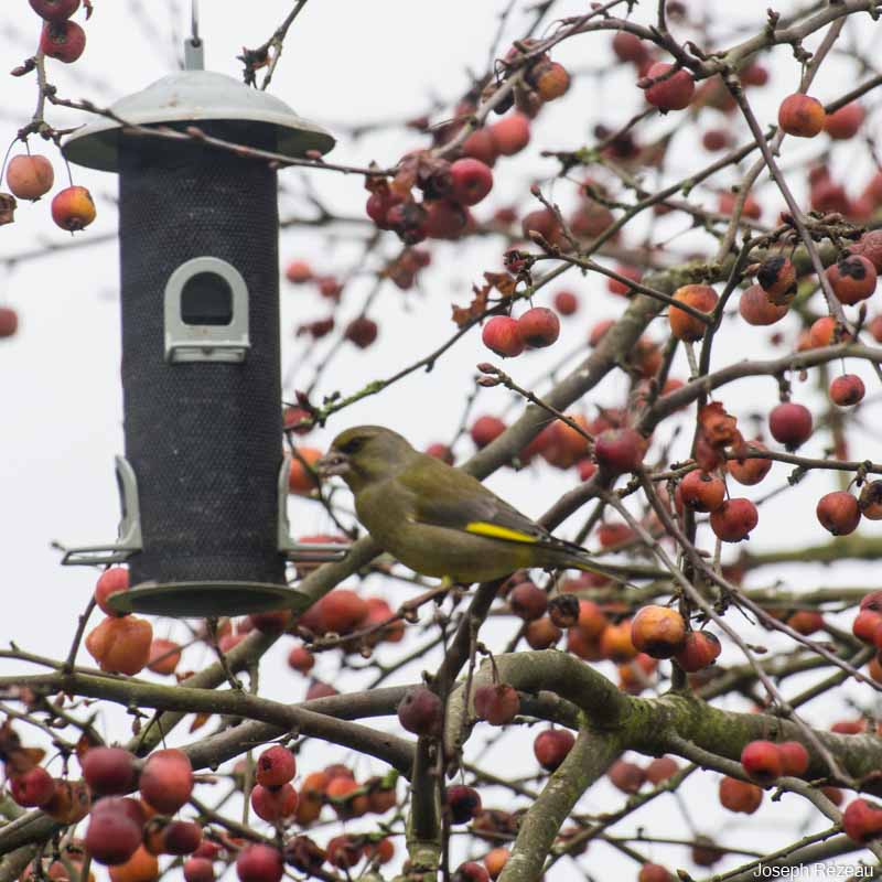 Verdier / Greenfinch