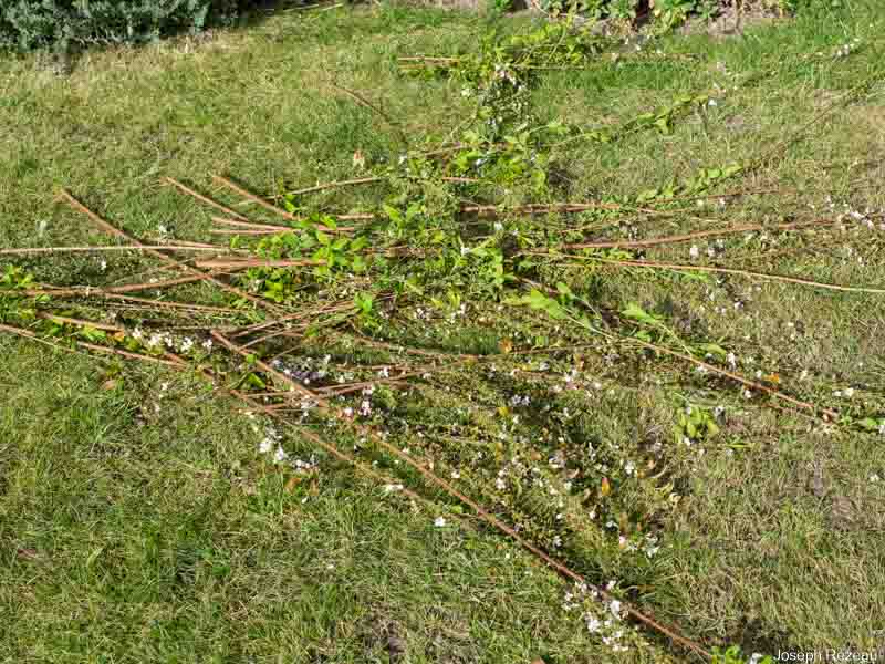 Spring pruning 2021 Removed stems