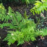 <em>Osmunda regalis</em> ‘Purpurascens’ 27/05/2021