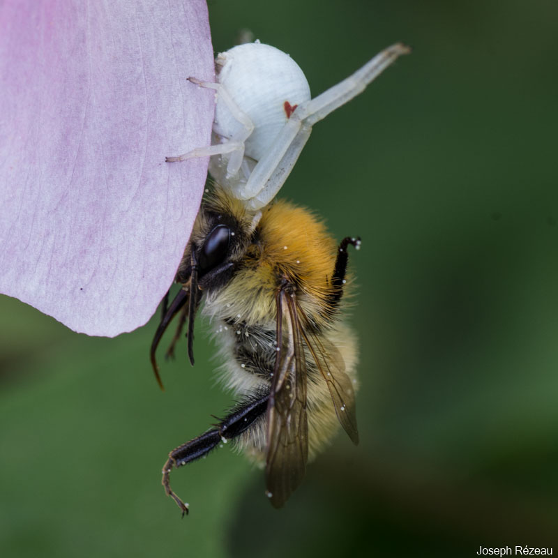 The bumble-bee and the crab-spider
