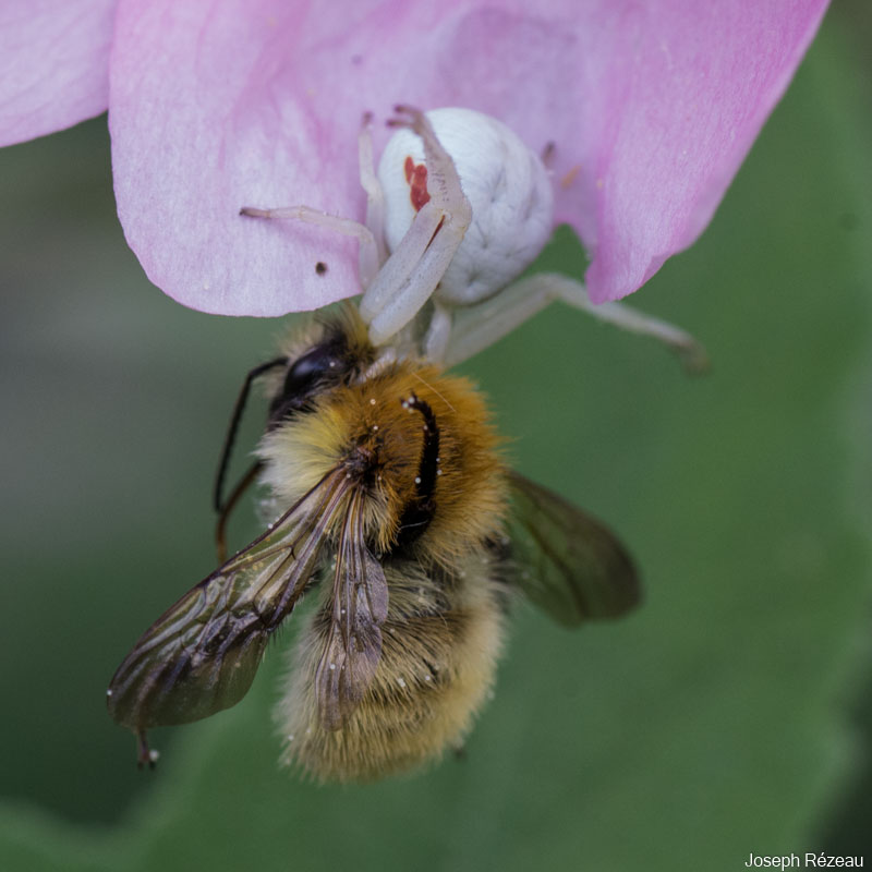 The bumble-bee and the crab-spider