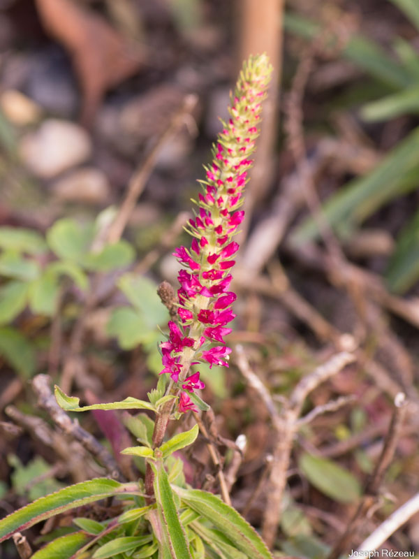 Veronica spicata 'Rosea'