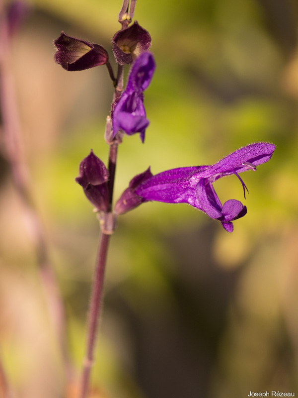 Salvia ‘Amistad’