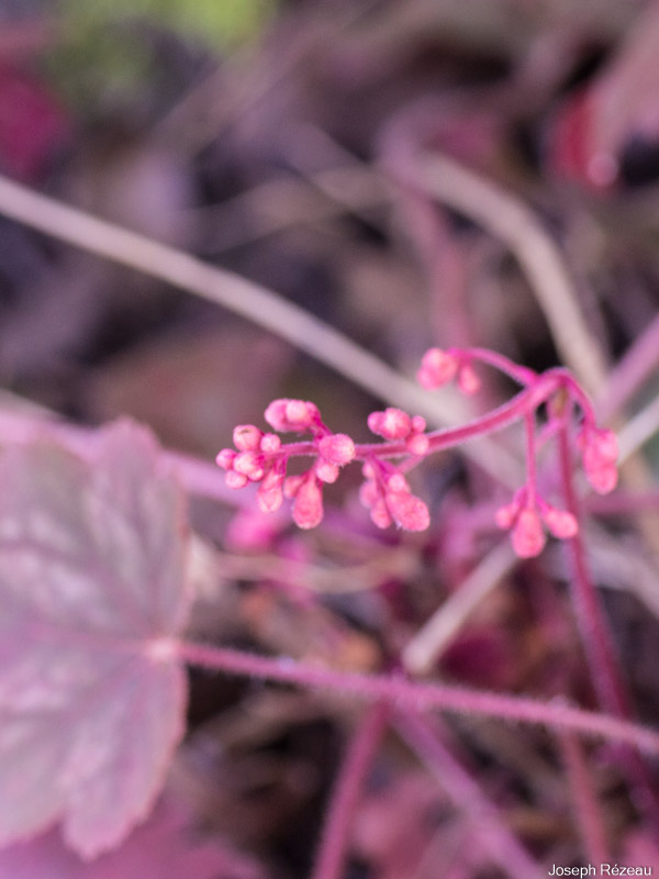 Heuchera x 'Cherry Cola'